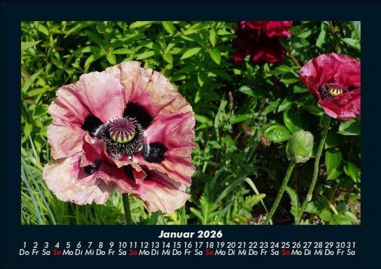 Produktbild: Blumenzauber 2026 Fotokalender DIN A5