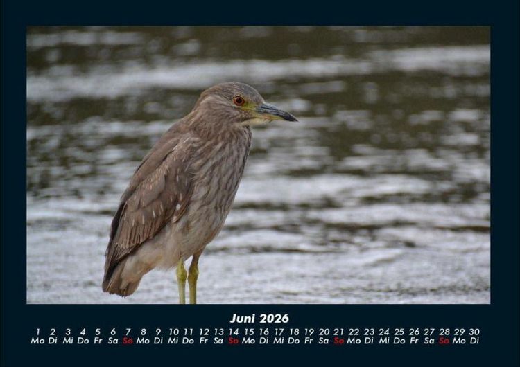 Produktbild: Vogelparadies 2026 Fotokalender DIN A4