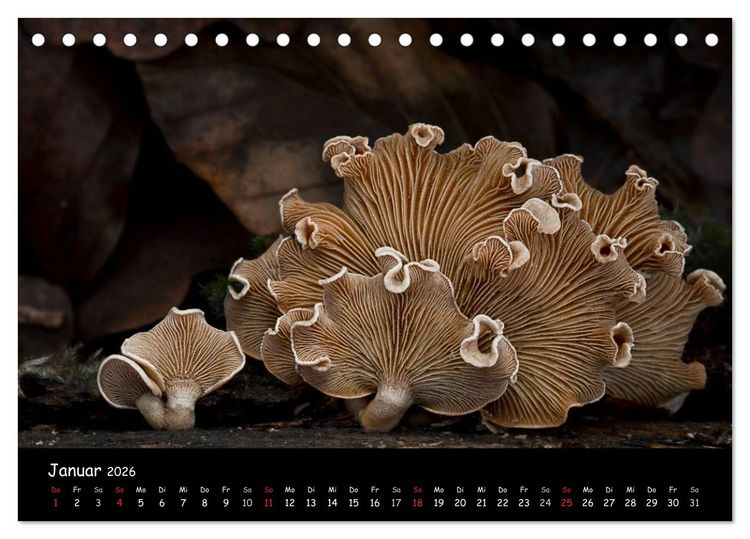 Produktbild: Pilzgalerie (Tischkalender 2026 DIN A5 quer), CALVENDO Monatskalender