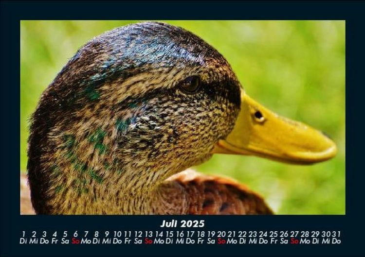 Produktbild: Enten 2025 Fotokalender DIN A5