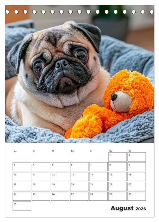 Produktbild: MOPS Pfotengl&uuml;ck in Faltenform (Tischkalender 2026 DIN A5 hoch), CALVENDO Monatskalender