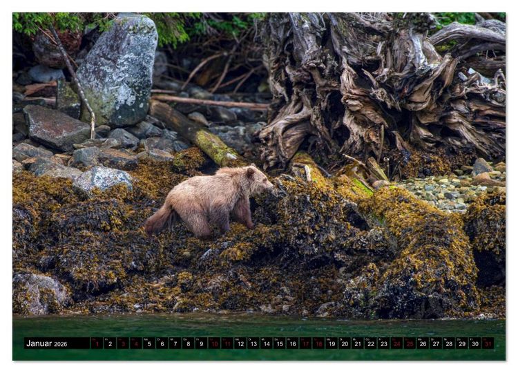 Produktbild: Grizzlys und Geisterb&auml;ren - Glendale Cove, Kanada (hochwertiger Premium Wandkalender 2026 DIN A2 quer), Kunstdruck in Hochglanz