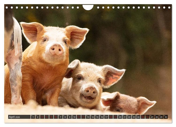 Produktbild: Korsika - s&uuml;&szlig;e, wilde Schweinchen (Wandkalender 2026 DIN A4 quer), CALVENDO Monatskalender