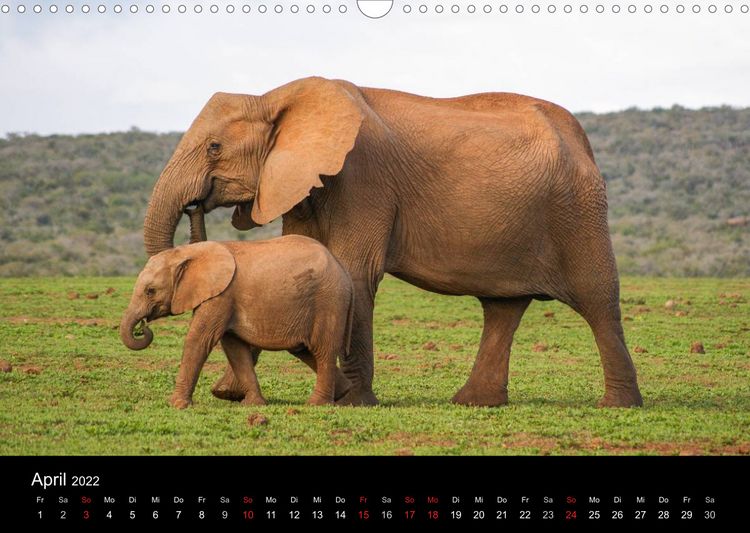 Produktbild: Faszinierendes S&uuml;dafrika / CH-Version (Wandkalender 2022 DIN A3 quer)