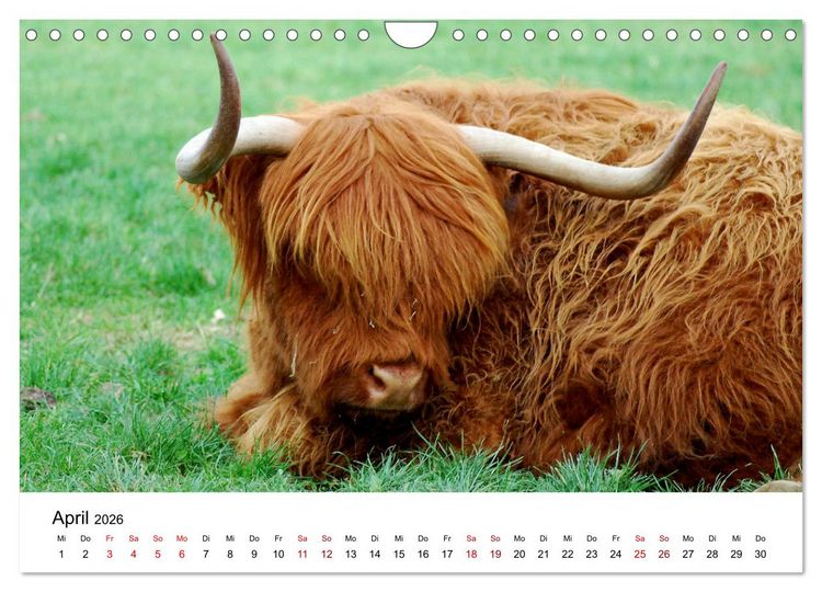 Produktbild: Die Schottischen Hochlandrinder und ihr Nachwuchs (Wandkalender 2026 DIN A4 quer), CALVENDO Monatskalender