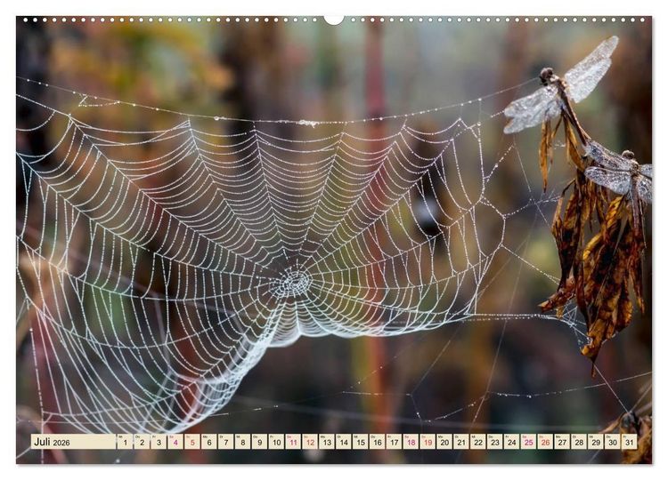 Produktbild: Spinnennetze - Wunder der Natur (Wandkalender 2026 DIN A2 quer), CALVENDO Monatskalender