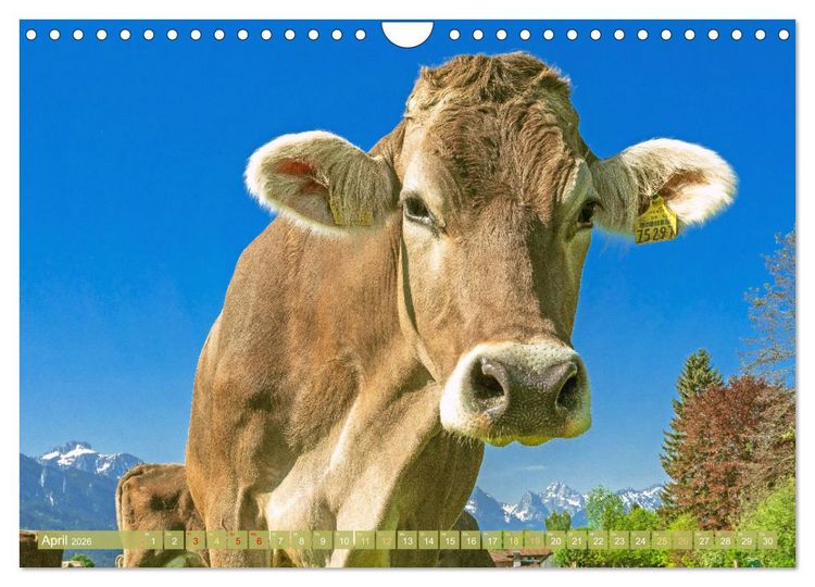 Produktbild: Kuh-Idylle: Suchen Sie die Ruhe in der Natur? (Wandkalender 2026 DIN A4 quer), CALVENDO Monatskalender