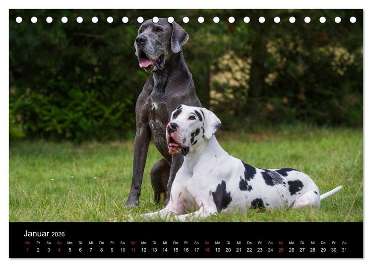 Produktbild: Deutsche Dogge 2026 (Tischkalender 2026 DIN A5 quer), CALVENDO Monatskalender