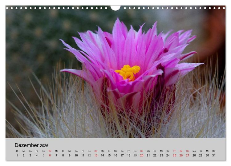 Produktbild: Bl&uuml;tensymphonie - Kakteen und Sukkulenten (Wandkalender 2026 DIN A3 quer), CALVENDO Monatskalender