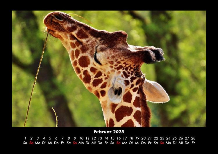 Produktbild: Giraffen 2025 Fotokalender DIN A3