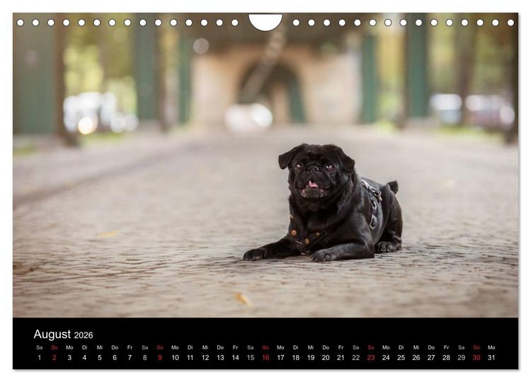 Produktbild: Berliner M&ouml;pse (Wandkalender 2026 DIN A4 quer), CALVENDO Monatskalender