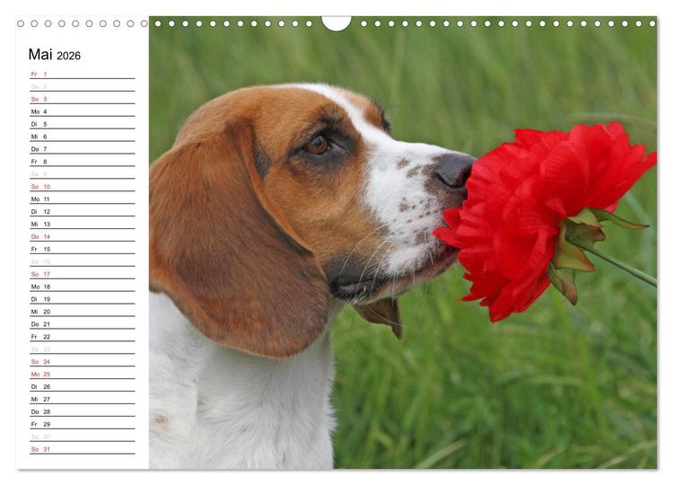 Produktbild: DER BEAGLEige TERMINPLANER (Wandkalender 2026 DIN A3 quer), CALVENDO Monatskalender