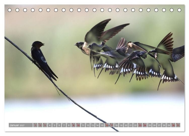 Produktbild: V&ouml;gel im Fluge - Ocells en vol (Tischkalender 2027 DIN A5 quer), CALVENDO Monatskalender