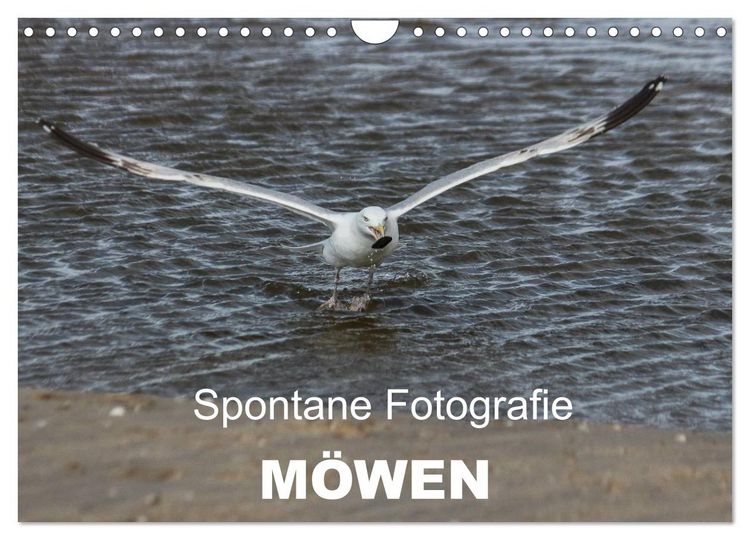 Produktbild: Spontane Fotografie - M&ouml;wen (Wandkalender 2026 DIN A4 quer), CALVENDO Monatskalender