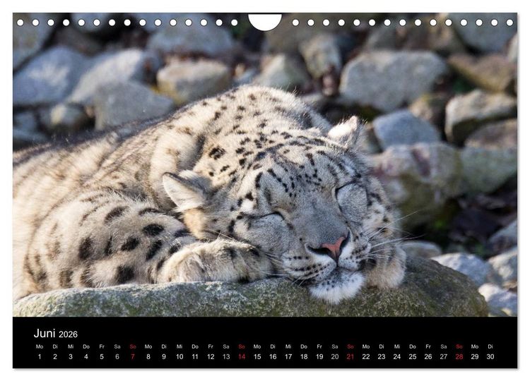 Produktbild: Schneeleoparden (Wandkalender 2026 DIN A4 quer), CALVENDO Monatskalender