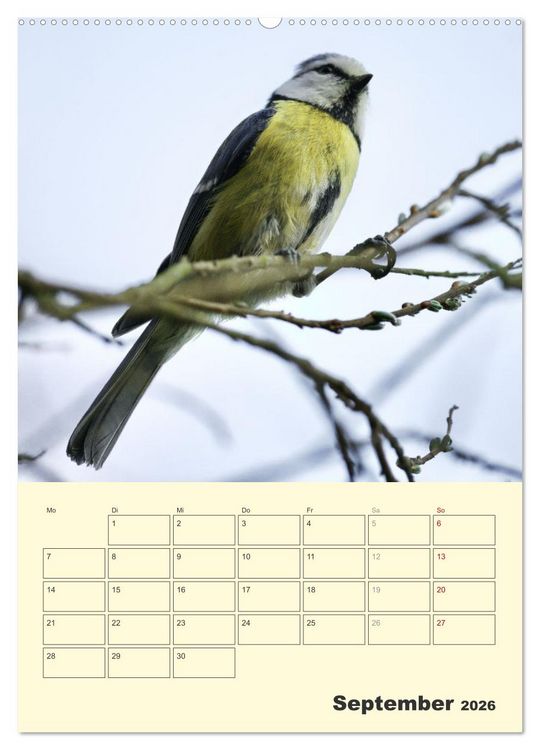 Produktbild: Vogelwelt an der Sieg (Wandkalender 2026 DIN A2 hoch), CALVENDO Monatskalender