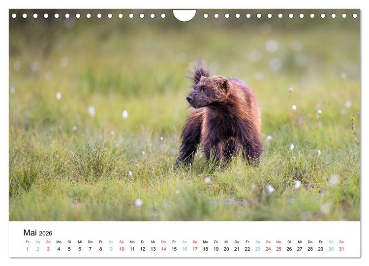 Produktbild: Tierwelt Skandinaviens (Wandkalender 2026 DIN A4 quer), CALVENDO Monatskalender