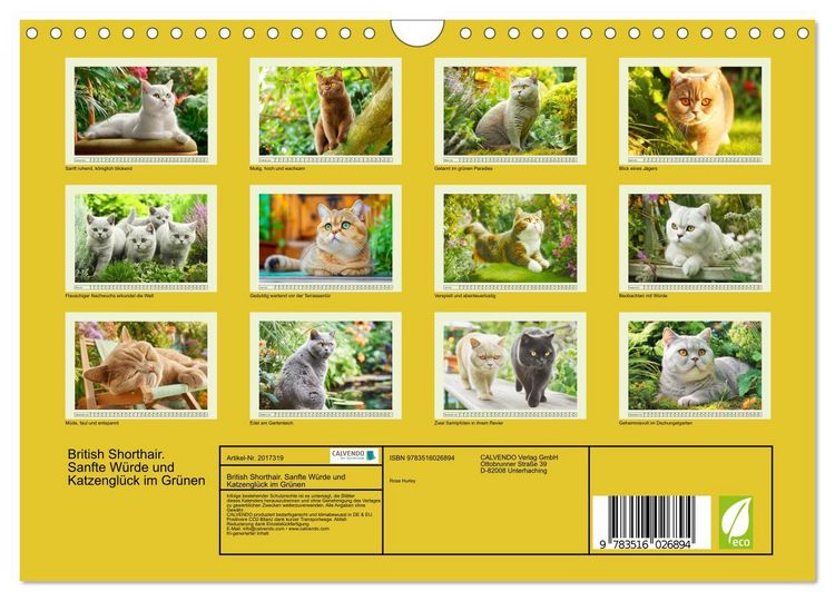 Produktbild: British Shorthair. Sanfte W&uuml;rde und Katzengl&uuml;ck im Gr&uuml;nen (Wandkalender 2026 DIN A4 quer), CALVENDO Monatskalender