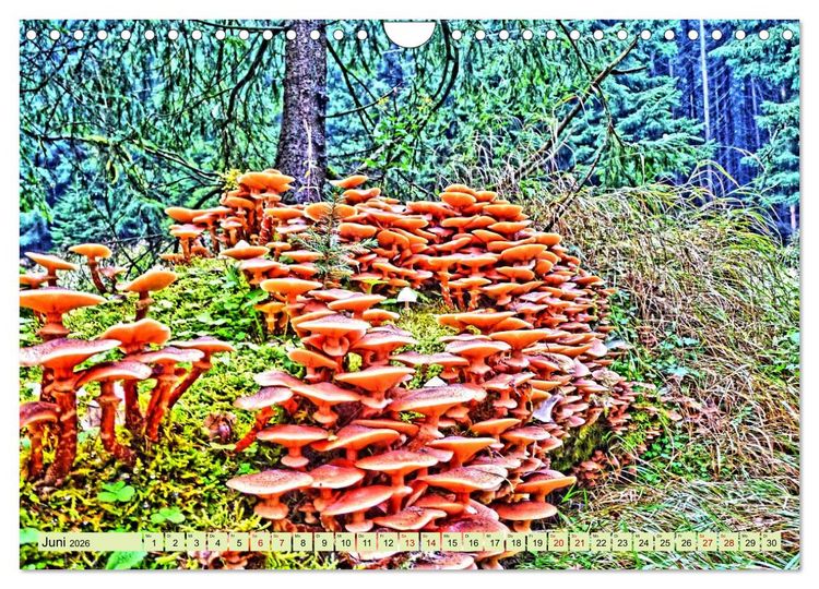 Produktbild: Verwunschene Waldtr&auml;ume: Ein Kalender voller Magie (Wandkalender 2026 DIN A4 quer), CALVENDO Monatskalender