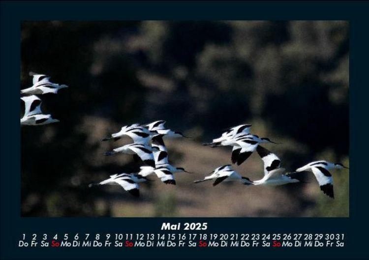 Produktbild: M&ouml;wen 2025 Fotokalender DIN A5