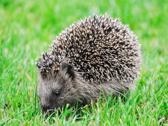 Produktbild: CALVENDO Puzzle Niedlich kleiner Igel l&auml;uft durch das Gras | 1000 Teile Lege-Gr&ouml;&szlig;e 64x48cm Foto-Puzzle f&uuml;r gl&uuml;ckliche Stunden