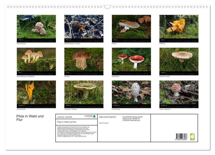 Produktbild: Pilze in Wald und Flur (Wandkalender 2026 DIN A2 quer), CALVENDO Monatskalender