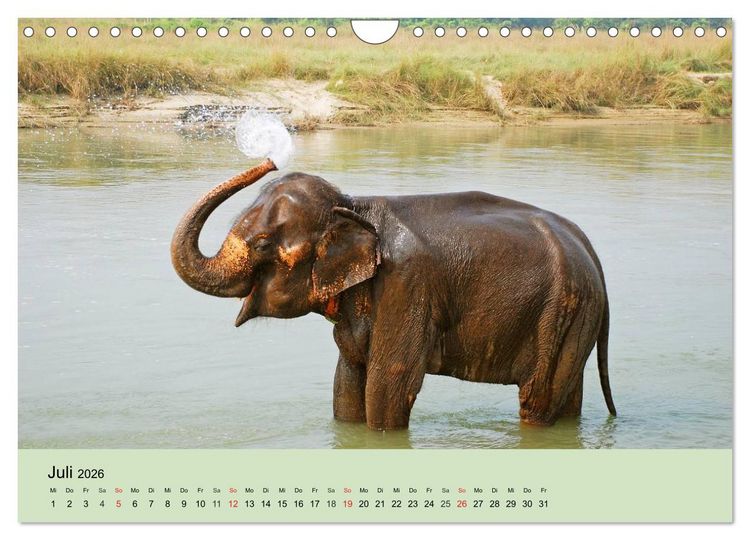 Produktbild: Elefanten. Badespa&szlig; am Strand (Wandkalender 2026 DIN A4 quer), CALVENDO Monatskalender