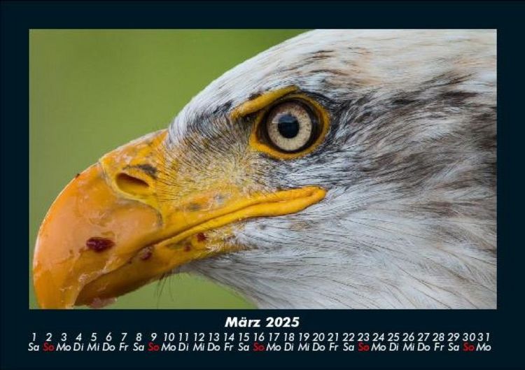 Produktbild: Adler 2025 Fotokalender DIN A5