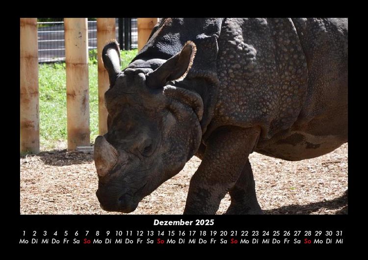 Produktbild: Der Tierkalender 2025 Fotokalender DIN A3