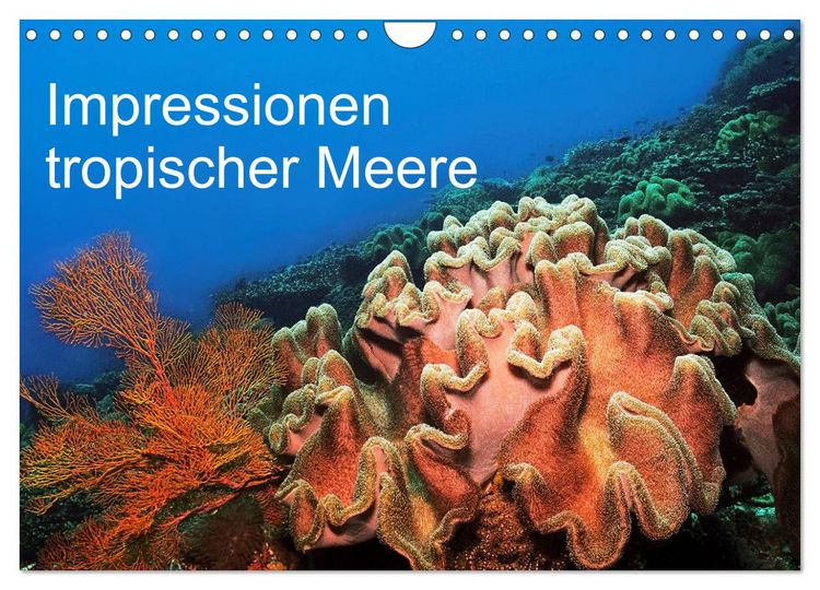 Produktbild: Impressionen tropischer Meere (Wandkalender 2026 DIN A4 quer), CALVENDO Monatskalender