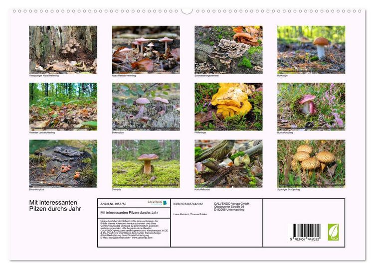 Produktbild: Mit interessanten Pilzen durchs Jahr (hochwertiger Premium Wandkalender 2026 DIN A2 quer), Kunstdruck in Hochglanz