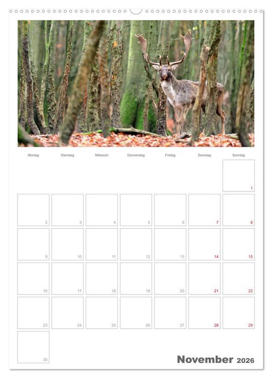 Produktbild: Rehe & Co / Planer (hochwertiger Premium Wandkalender 2026 DIN A2 hoch), Kunstdruck in Hochglanz