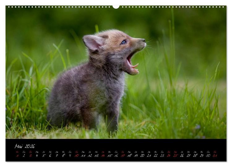 Produktbild: Rotfuchs - Impressionen (Wandkalender 2026 DIN A2 quer), CALVENDO Monatskalender