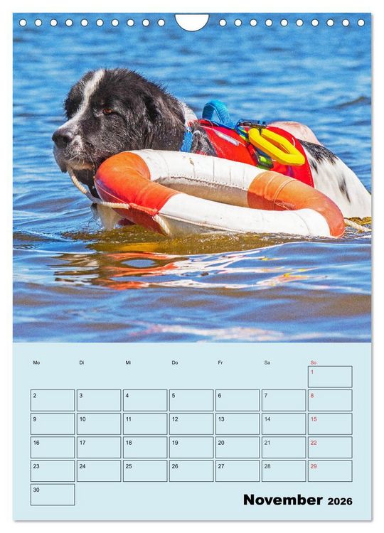 Produktbild: Familienplaner Landseer - Freund und Retter (Wandkalender 2026 DIN A4 hoch), CALVENDO Monatskalender