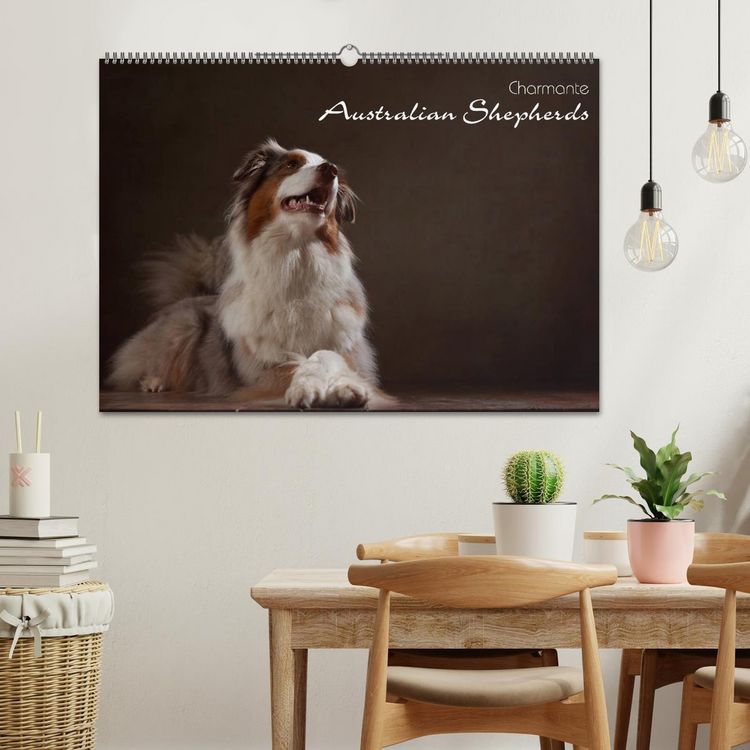 Produktbild: Charmante Australian Shepherds (Wandkalender 2026 DIN A2 quer), CALVENDO Monatskalender