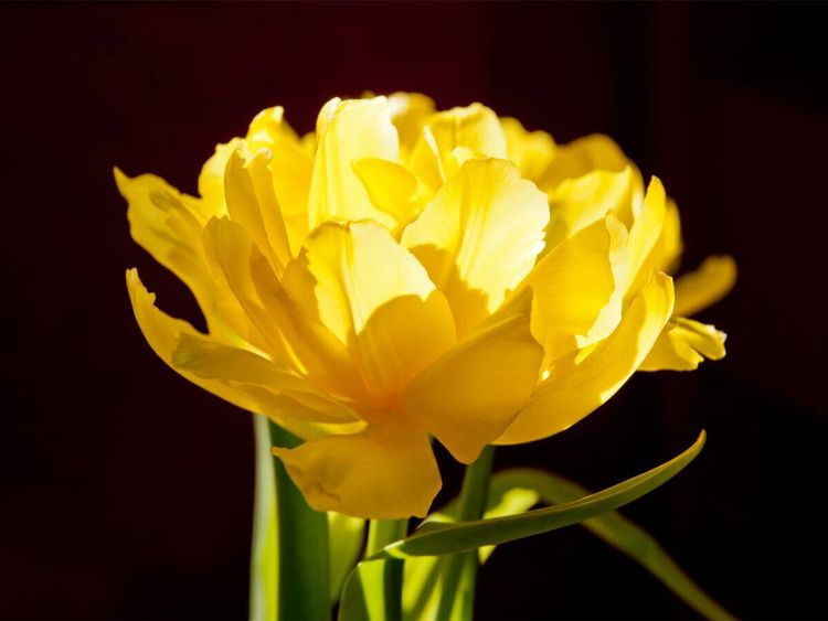 Produktbild: CALVENDO Puzzle Tulpe | 1000 Teile Lege-Gr&ouml;&szlig;e 64x48cm Foto-Puzzle f&uuml;r gl&uuml;ckliche Stunden