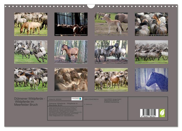 Produktbild: D&uuml;lmener Wildpferde - Wildpferde im Meerfelder Bruch (Wandkalender 2026 DIN A3 quer), CALVENDO Monatskalender