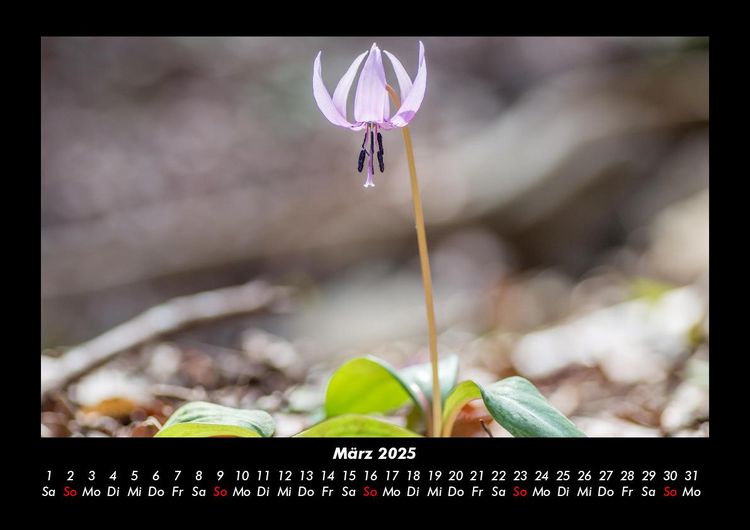 Produktbild: Blumentr&auml;ume 2025 Fotokalender DIN A3
