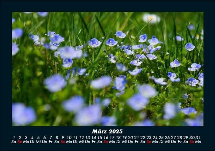 Produktbild: Blumenkalender 2025 Fotokalender DIN A5