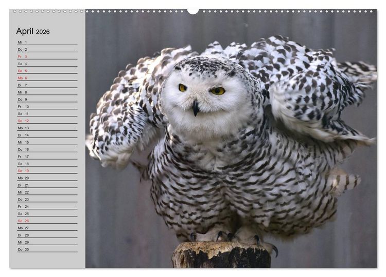 Produktbild: Eulen. Gefiederte Weisheit (hochwertiger Premium Wandkalender 2026 DIN A2 quer), Kunstdruck in Hochglanz