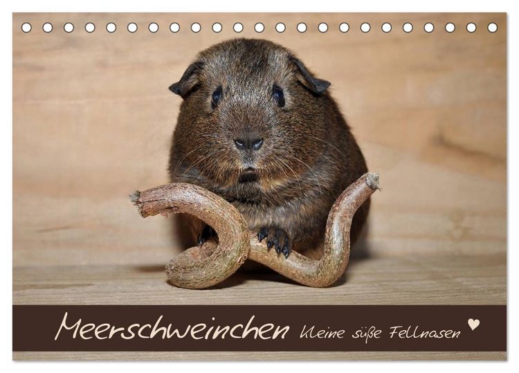 Produktbild: Meerschweinchen - Kleine s&uuml;&szlig;e Fellnasen (Tischkalender 2026 DIN A5 quer), CALVENDO Monatskalender