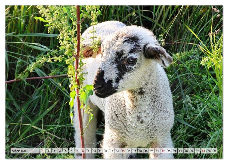 Produktbild: Niedliche Sch&auml;fchen (Wandkalender 2026 DIN A3 quer), CALVENDO Monatskalender
