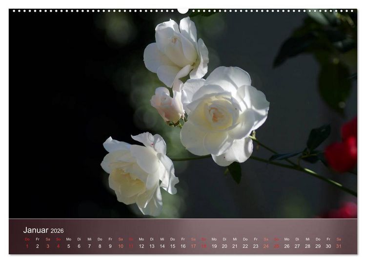 Produktbild: Zarte Sch&ouml;nheiten - Rosen (hochwertiger Premium Wandkalender 2026 DIN A2 quer), Kunstdruck in Hochglanz