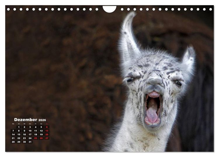 Produktbild: Kamele (Wandkalender 2026 DIN A4 quer), CALVENDO Monatskalender