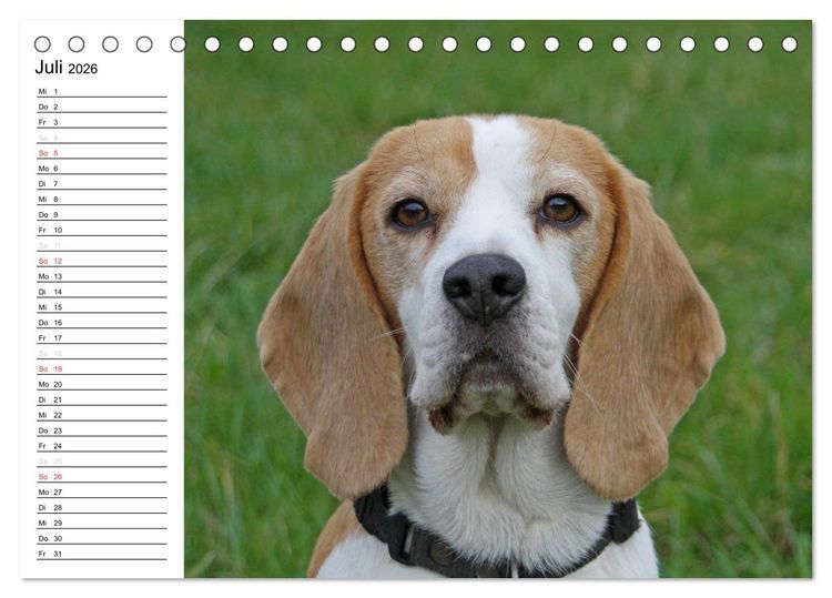 Produktbild: DER BEAGLEige TERMINPLANER (Tischkalender 2026 DIN A5 quer), CALVENDO Monatskalender