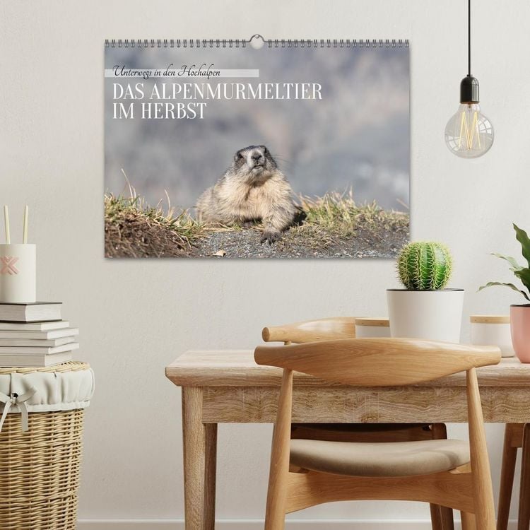 Produktbild: Unterwegs in den Hochalpen - Das Alpenmurmeltier im Herbst (Wandkalender 2026 DIN A3 quer), CALVENDO Monatskalender