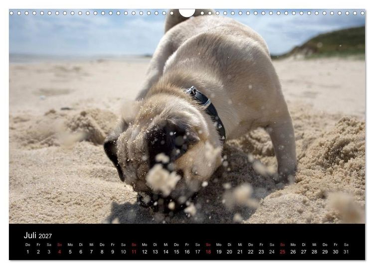 Produktbild: Mops 2027 (Wandkalender 2027 DIN A3 quer), CALVENDO Monatskalender