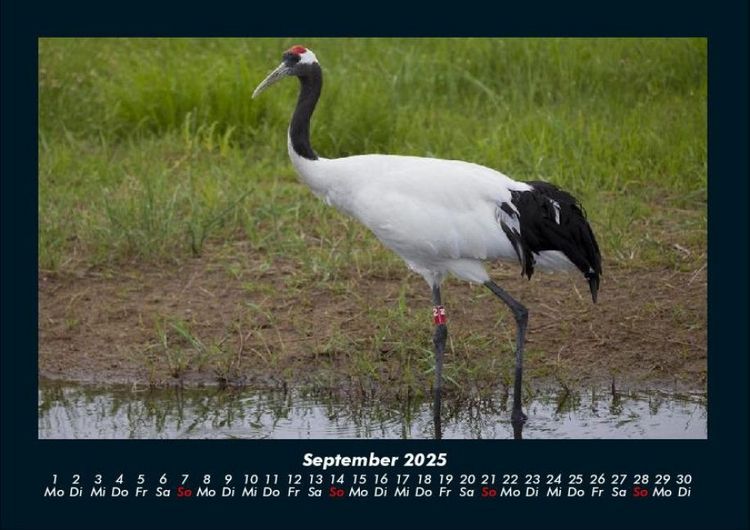 Produktbild: Welt der Tiere 2025 Fotokalender DIN A4