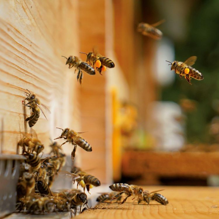 Produktbild: Bienen / Bees 2027