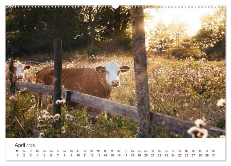 Produktbild: Schweden - Eine bezaubernde Reise in den Norden. (Wandkalender 2026 DIN A2 quer), CALVENDO Monatskalender